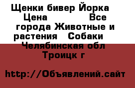 Щенки бивер Йорка  › Цена ­ 30 000 - Все города Животные и растения » Собаки   . Челябинская обл.,Троицк г.